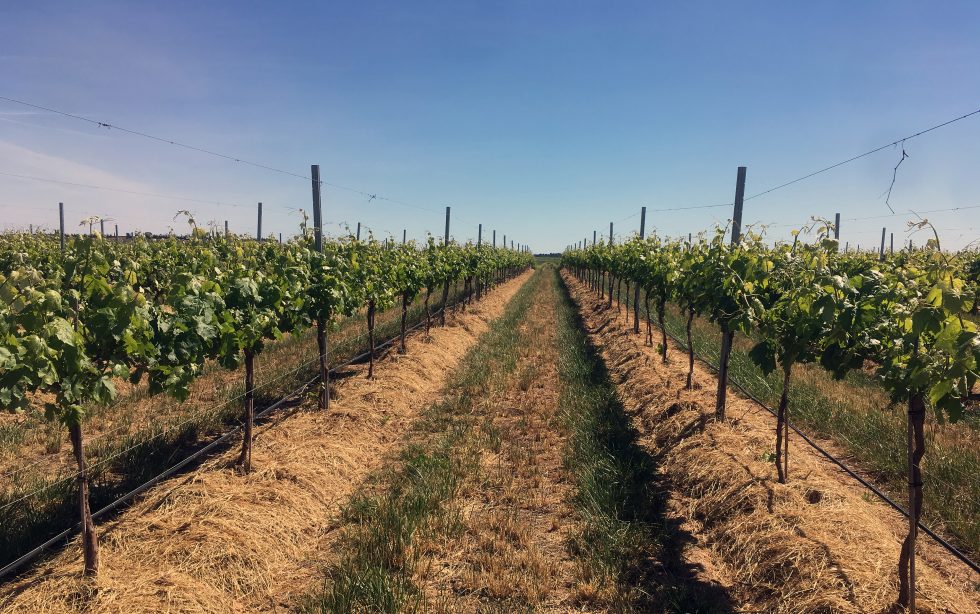 VITICULTURA Y AGROECOLOGÍA : 2020 – ¡JORNADA APLAZADA!
